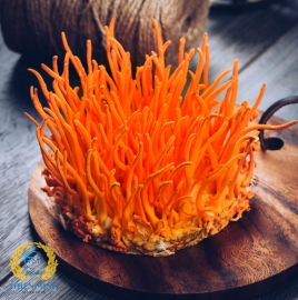 Đông Trùng Hạ Thảo