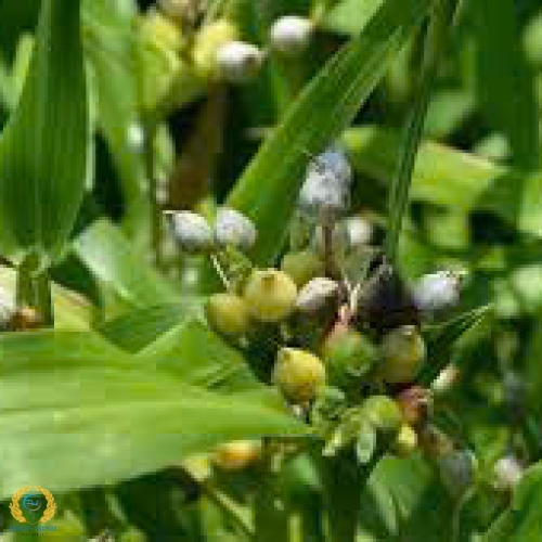 Hạt bobo lứt (Ý dĩ)  - 500gr